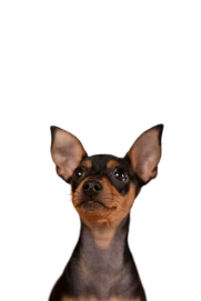 PeludosStudio